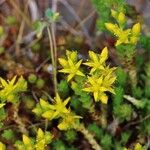 Sedum urvillei Flower