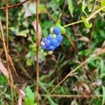 Persicaria perfoliata फल