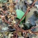 Epifagus virginiana Corteza