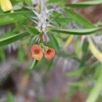 Euphorbia delphinensis Flower