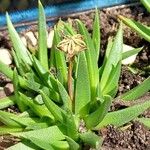 Bergeranthus multiceps Fruit