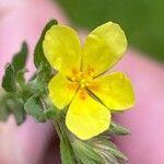 Helianthemum salicifolium Flower