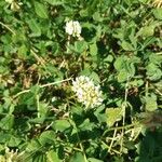 Trifolium nigrescens Bloem