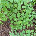 Thalictrum dioicum Folio