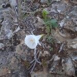 Narcissus cantabricusBloem