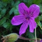 Erodium manescavi ফুল