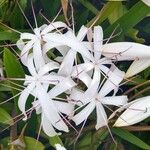 Crinum americanum Flower