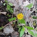Taraxacum palustre Fleur
