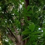 Pterocarya fraxinifolia Hoja