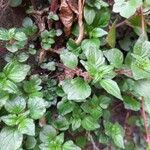 Parietaria judaica Habit