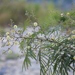 Acacia berlandieri Hábito
