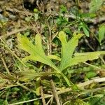 Ranunculus sceleratus Листок