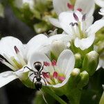 Cardamine asarifolia Blomma