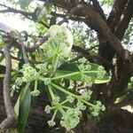 Rauvolfia caffra Flower