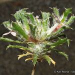 Loeseliastrum schottii Flower