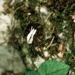 Cyclamen balearicum Habit