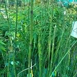 Equisetum hyemale Folla