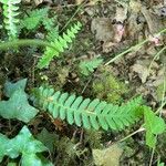 Blechnum spicant Lehti