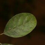 Siparuna decipiens Yaprak