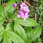 Cardamine pentaphyllos Fiore