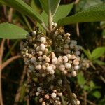 Callicarpa macrophylla Habitus