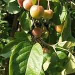 Malus sylvestrisФрукт