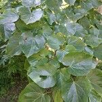 Cercis chinensis List