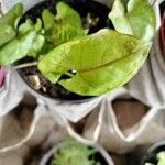 Syngonium angustatum Лист