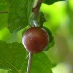 Flacourtia jangomas Fruit