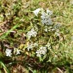 Stevia ovata Hábito