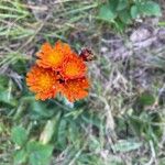 Pilosella guthnikiana Flower