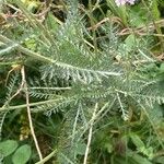 Achillea millefolium 葉