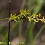 Carex elongata Altro