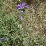 Campanula cervicaria Flower