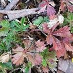 Potentilla verna Leaf