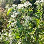 Eupatorium serotinumFlower