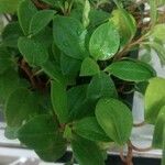 Peperomia magnoliifoliaपत्ता