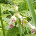 Melittis melissophyllum Blüte