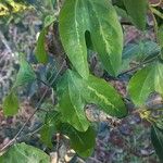 Passiflora tricuspis Leaf