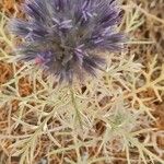 Echinops strigosus Kvet