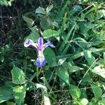 Iris versicolor Flor