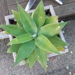 Agave attenuata葉