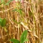 Trifolium vesiculosum Rhisgl