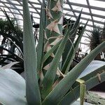 Agave guiengola Hábito