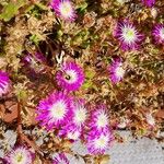 Mesembryanthemum nodiflorum Blüte