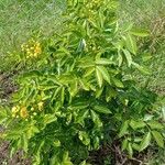 Senna pistaciifolia عادت داشتن