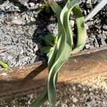 Tulipa turkestanica Folha