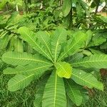 Anacardium excelsum Лист