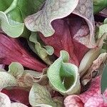 Sarracenia purpurea 葉