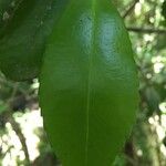 Laureliopsis philippiana Leaf